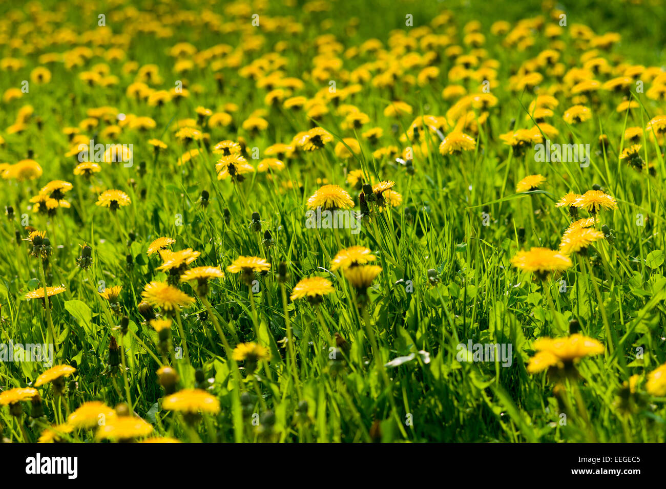 Hilkerode, Allemagne, le pissenlit prairie Banque D'Images