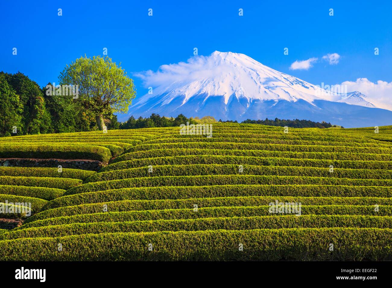 La plantation de thé vert japonais et de Mt. Fuji, Shizuoka, Japon Banque D'Images