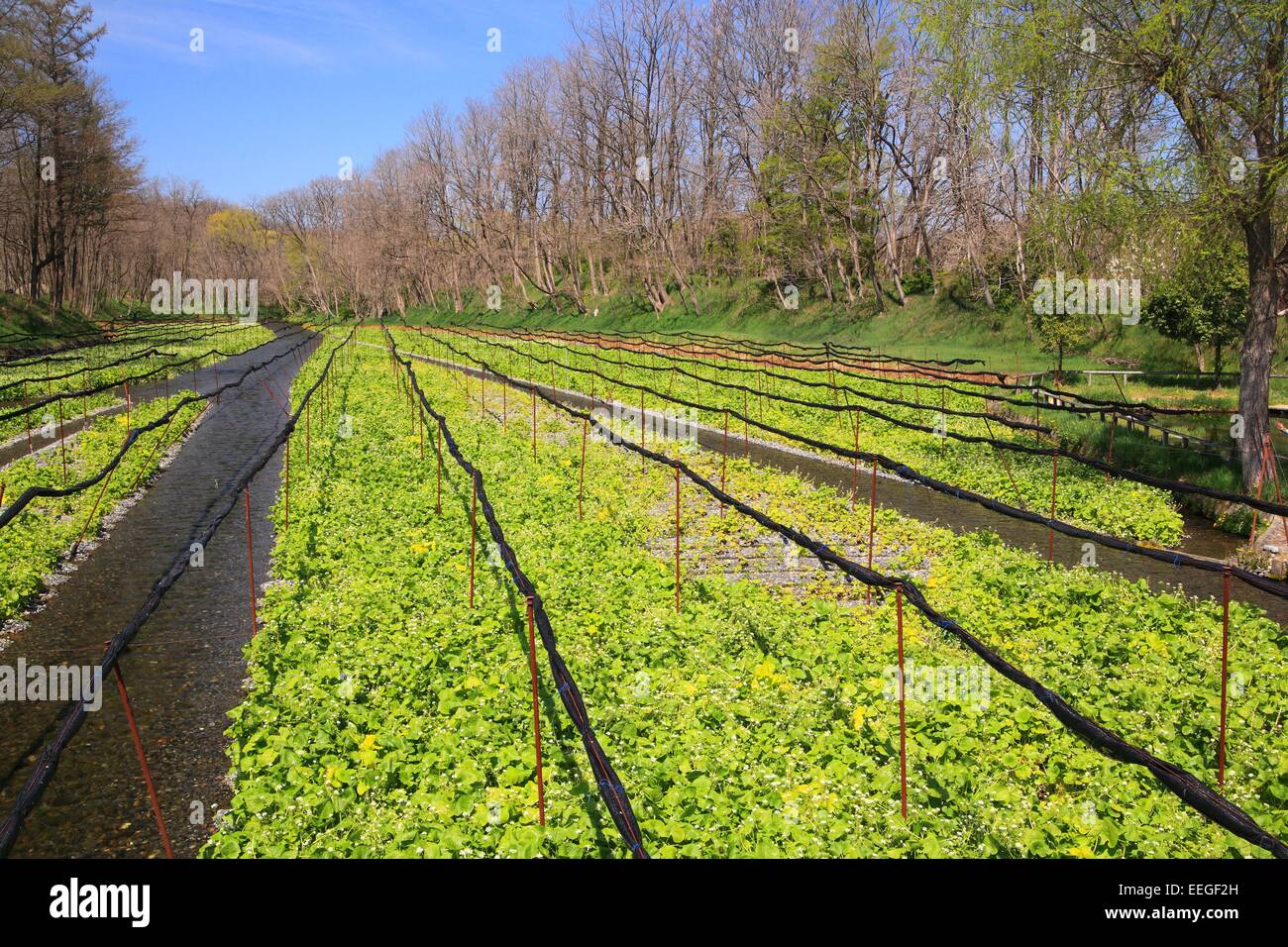 Ferme de wasabi, Azumino, Nagano, Japon Banque D'Images