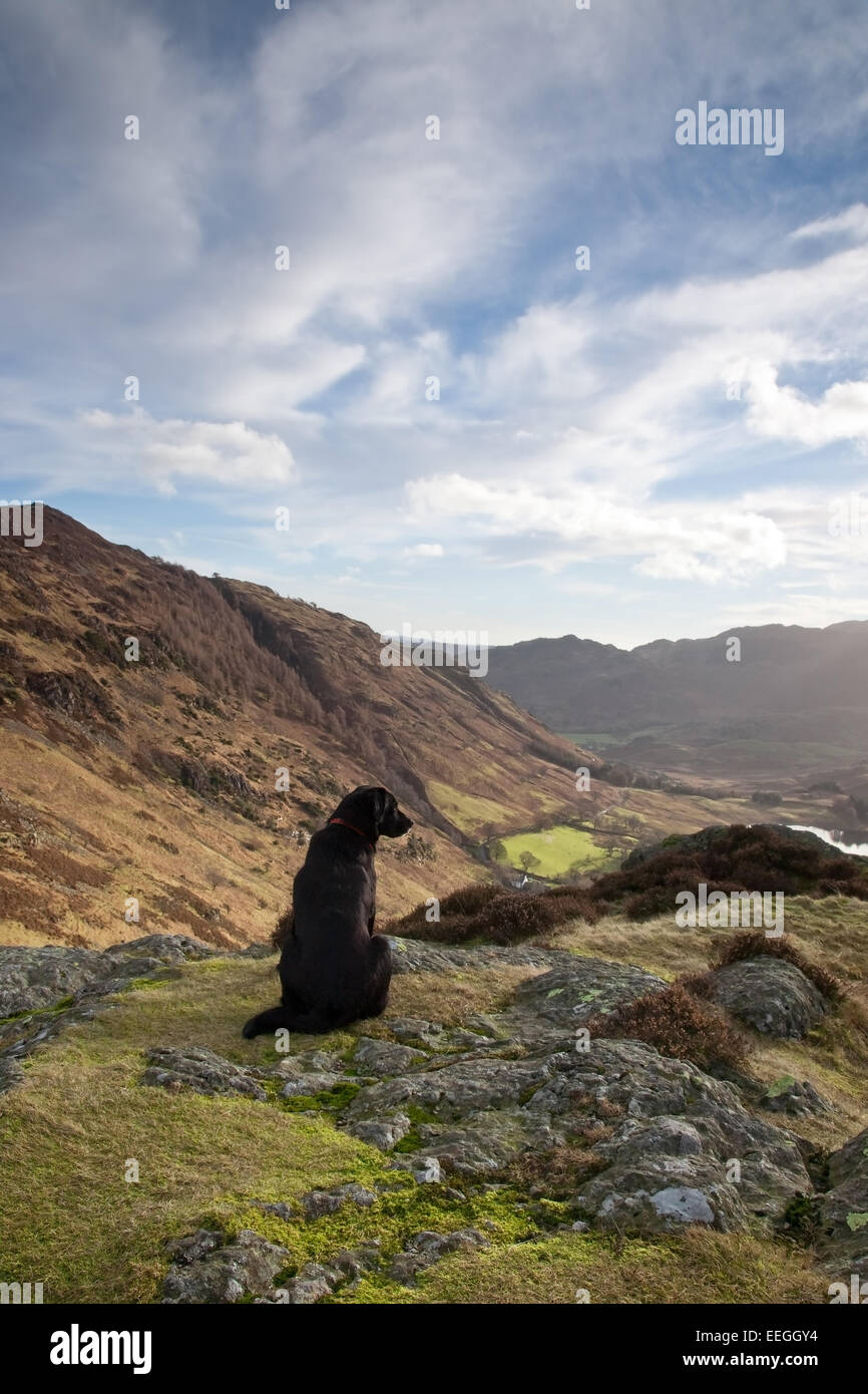 Labrador noir donne sur la vue de côté du Tarn Blea, Pike Langdale, Lake District, en Angleterre. UK Banque D'Images