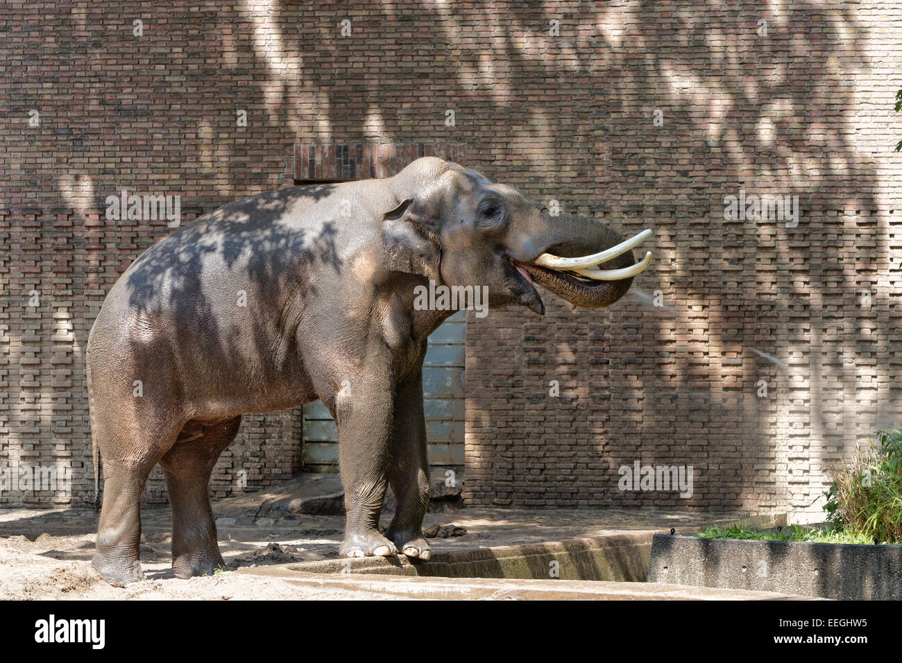 Berlin, Allemagne, bull éléphant dans le zoo de Berlin Banque D'Images