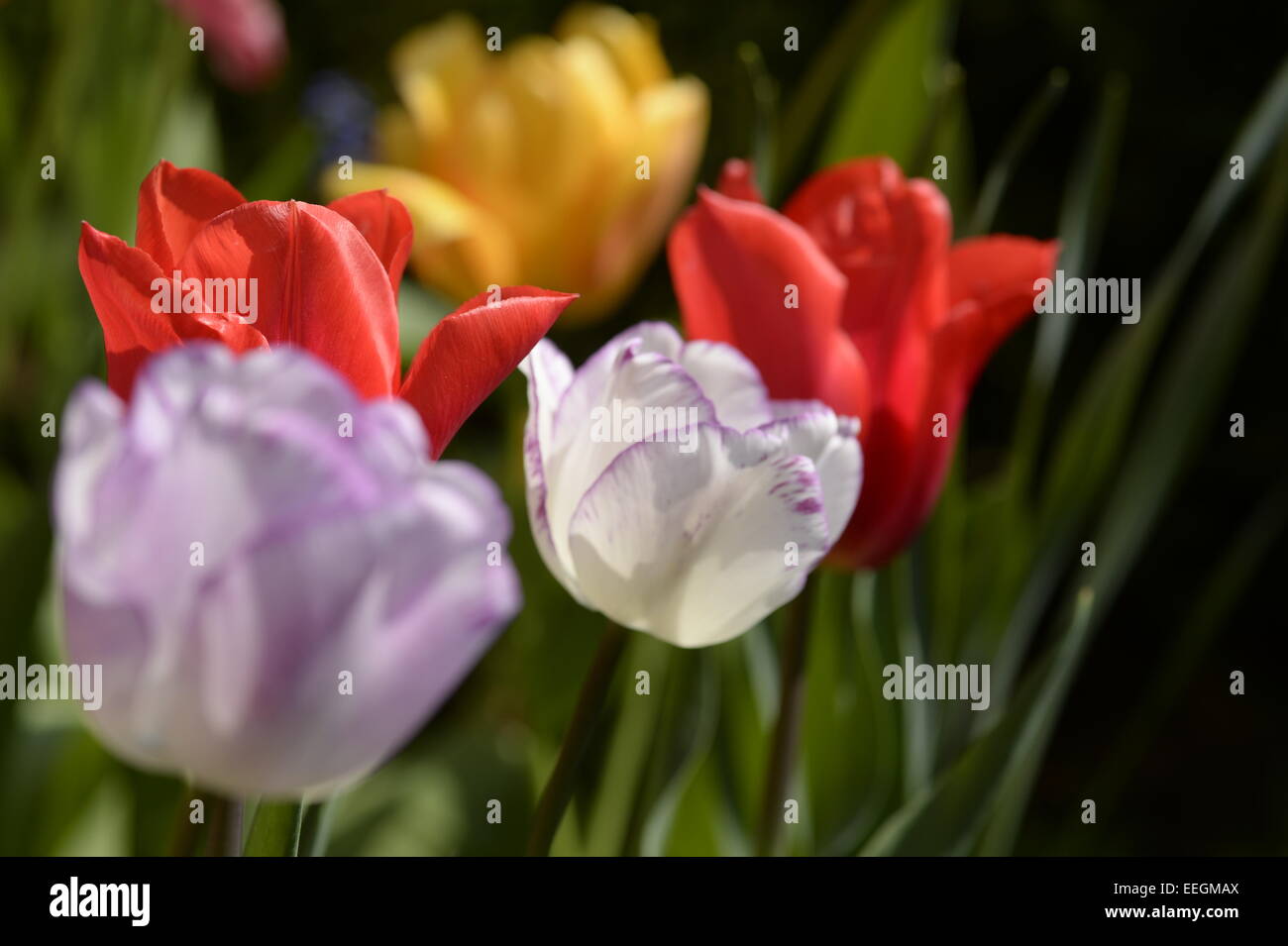 Tulip Banque D'Images