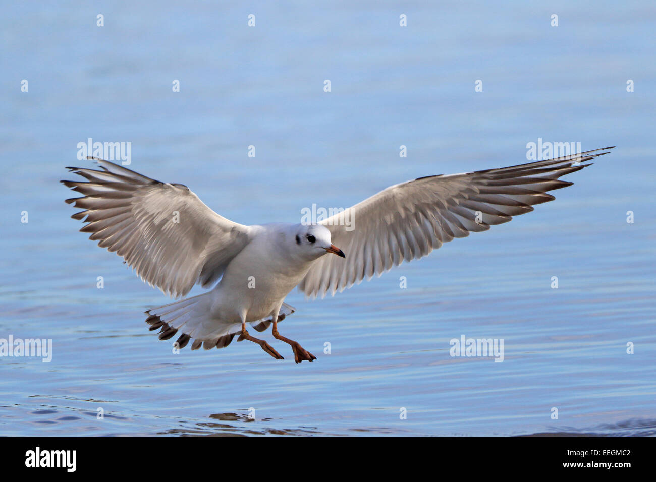 Mouette à tête noire entrée en poser sur l'eau Banque D'Images