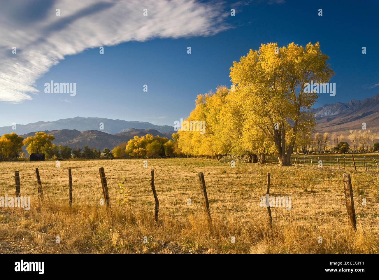 Peupliers en automne à la vallée ronde, l'Est de la Sierra Nevada à distance près de Bishop, en Californie, USA Banque D'Images
