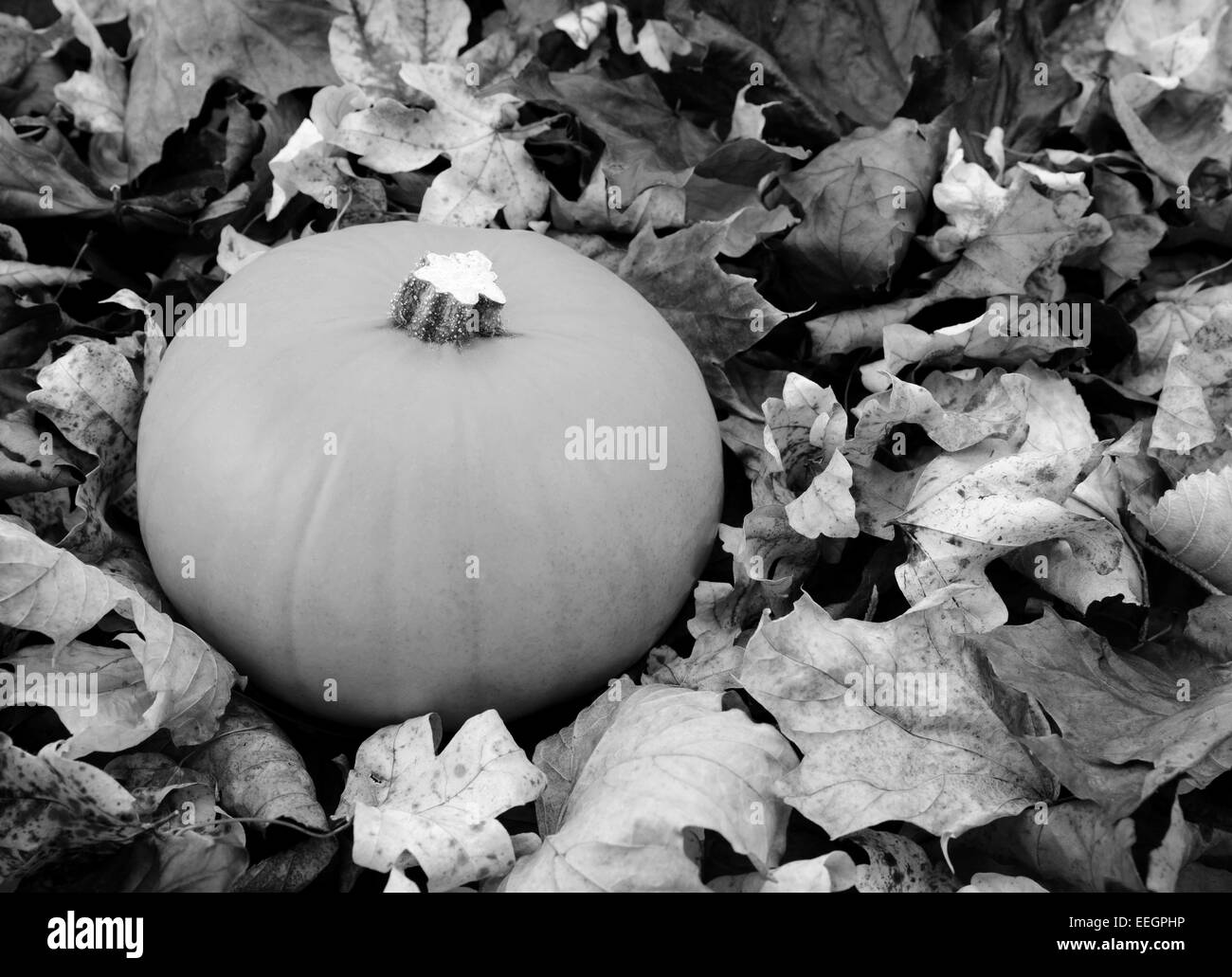 Citrouille mûr entre les feuilles d'automne sèches - traitement monochrome Banque D'Images Citrouille mûr entre les feuilles d'automne sèches - traitement monochrome Banque D'Images