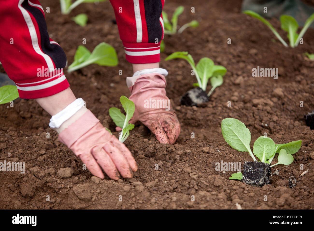 Femme jardinant des légumes dans le jardin potager de printemps plantant des plants de chou mains plantant, gants de travail de sol cultivant des légumes Banque D'Images