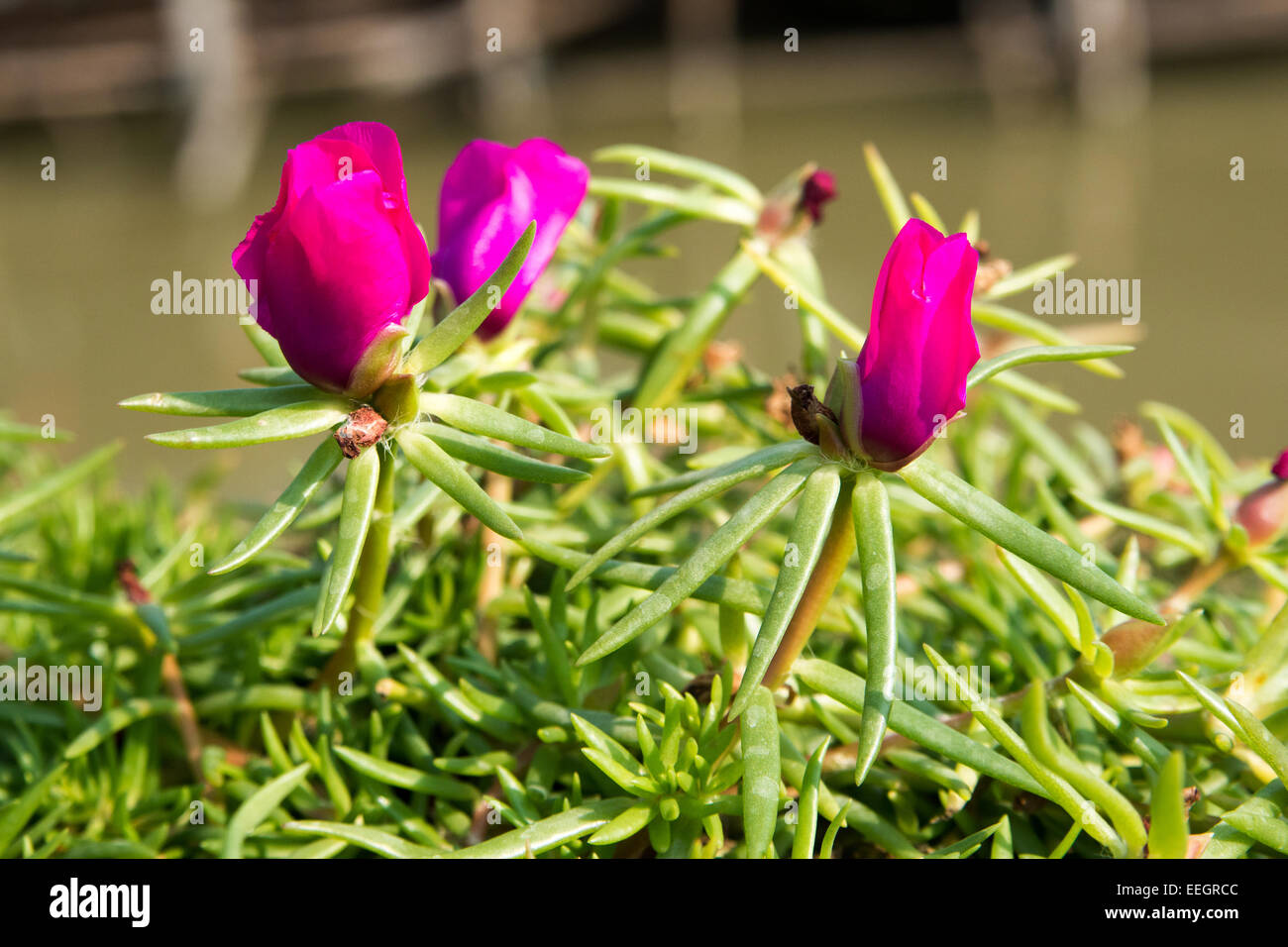 Libre de magnifiques fleurs roses en Thaïlande, Asie Banque D'Images