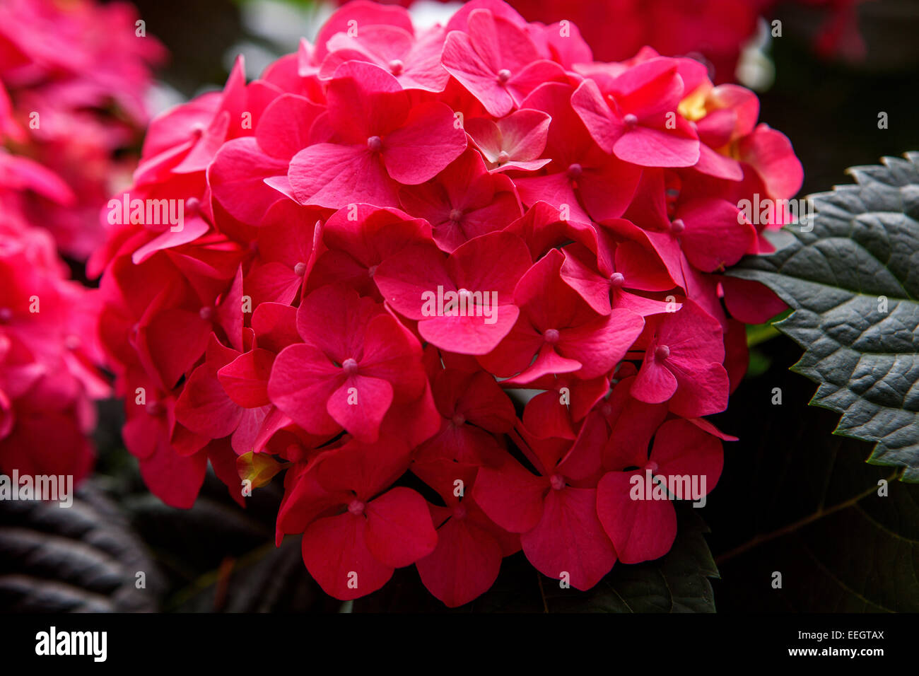 Rouge Hydrangea macrophylla fleur rouge Banque D'Images Rouge Hydrangea macrophylla fleur rouge Banque D'Images