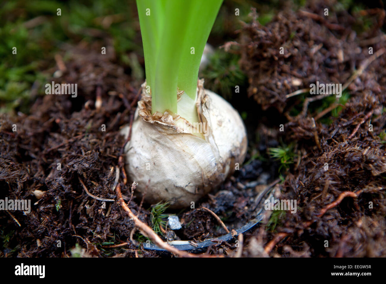 Bulbe de Jacinthe Banque D'Images