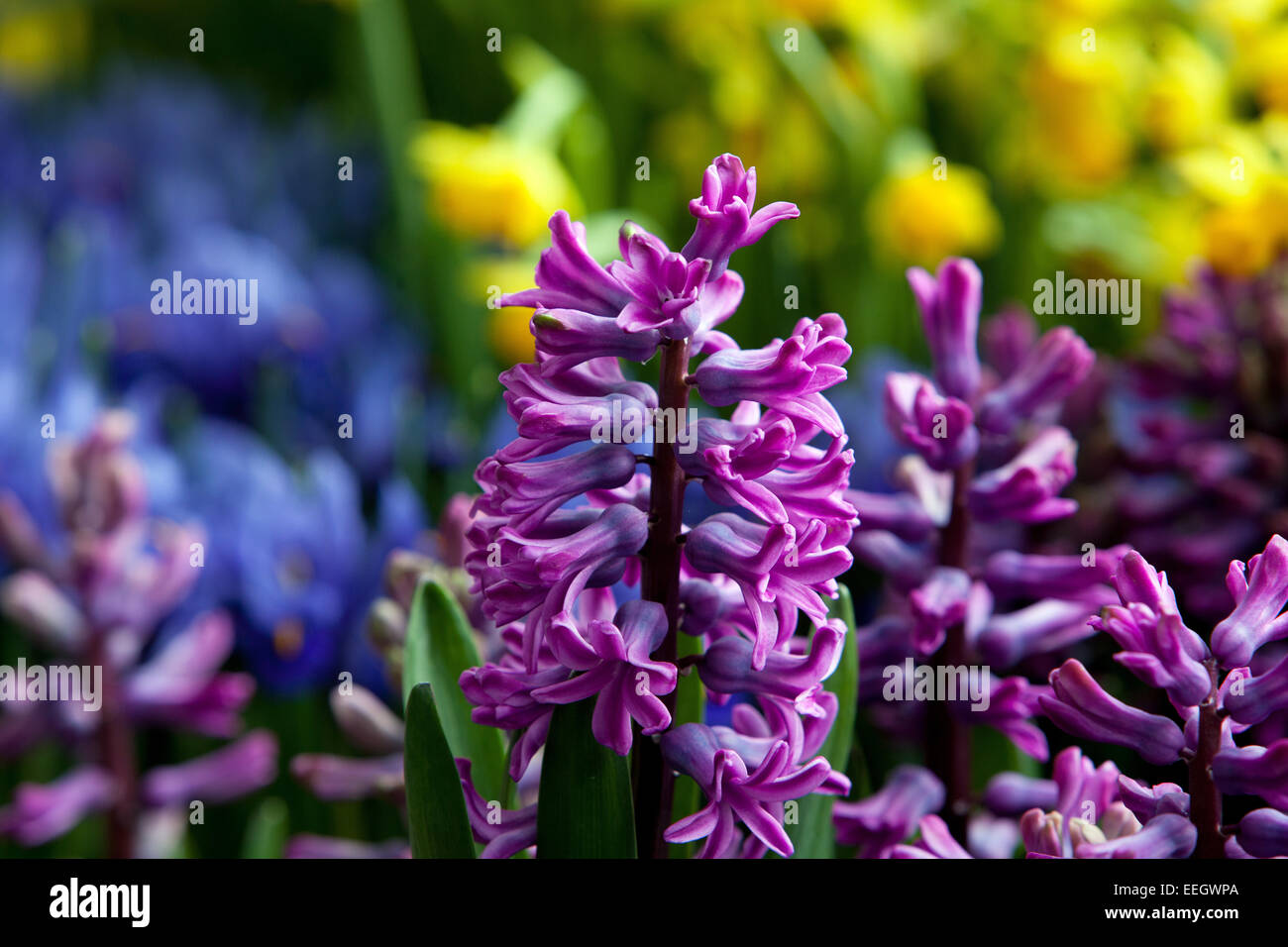 Fleurs jacinthes en fleurs Banque D'Images