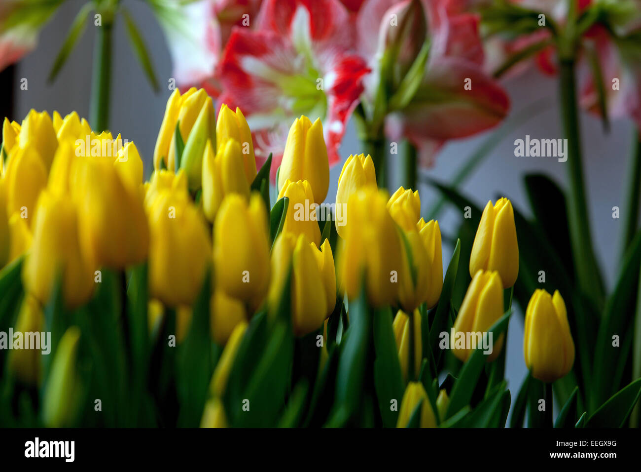 Tulipes jaunes Banque D'Images
