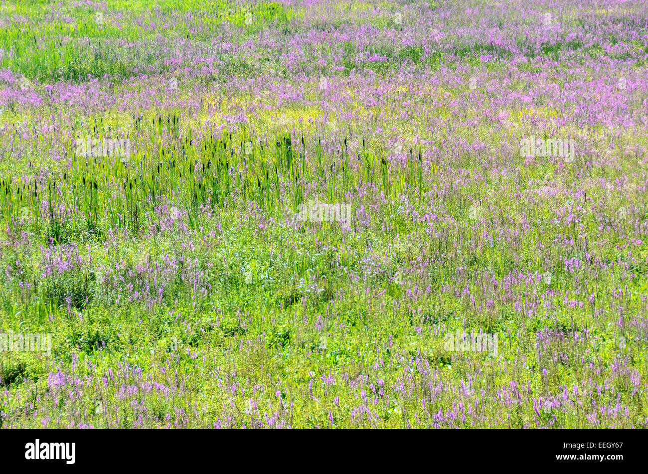 La salicaire pourpre, Lythrum salicaria, est une espèce envahissante qui prend plus de terres humides, Delta, British Columbia, Canada Banque D'Images