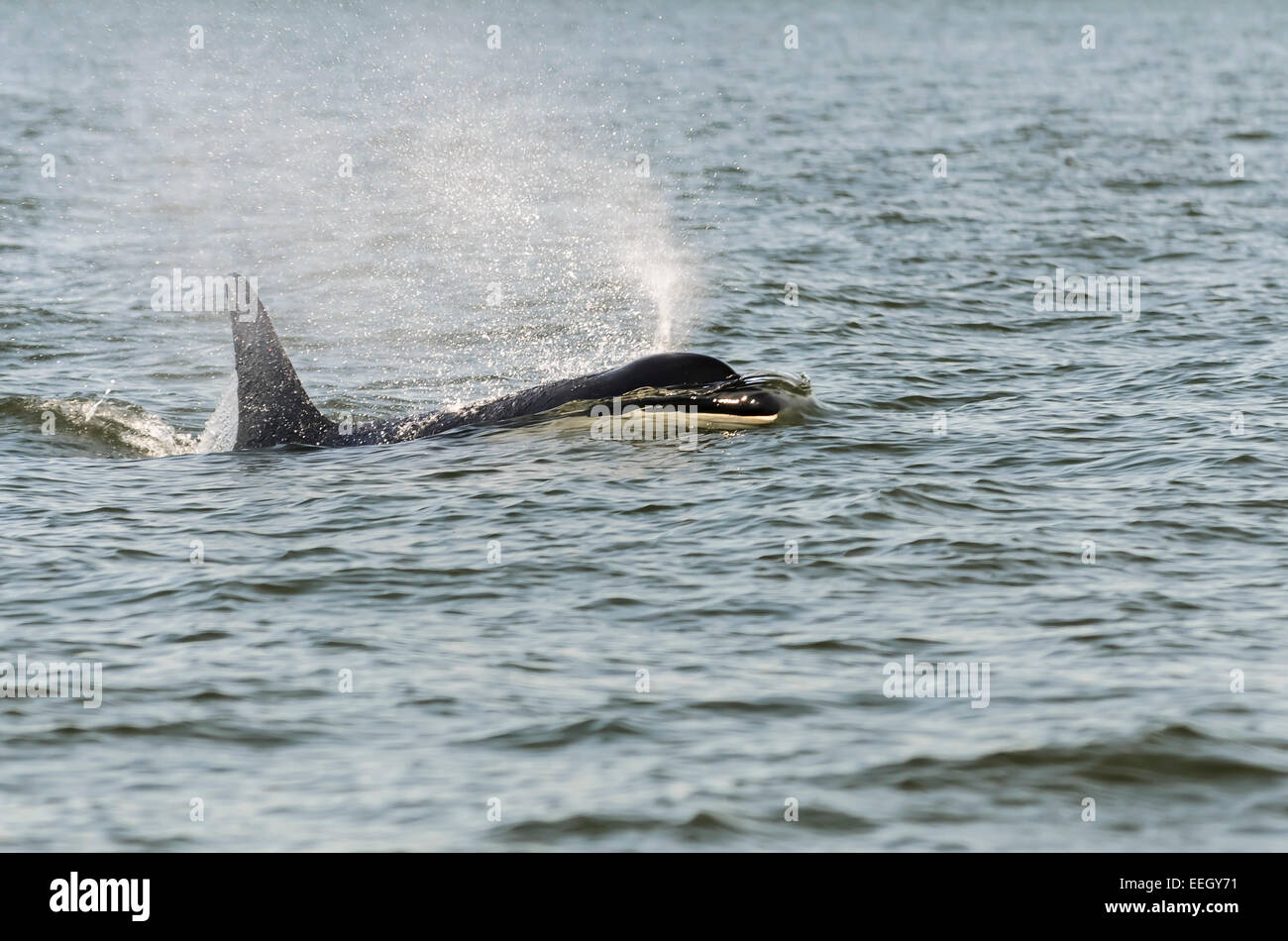 Orca résidents du Sud, J2, connu sous le nom de grand-mère, a vécu jusqu'à plus de 100 ans. Groupe J , Orcinus orca, British Columbia, Canada Banque D'Images