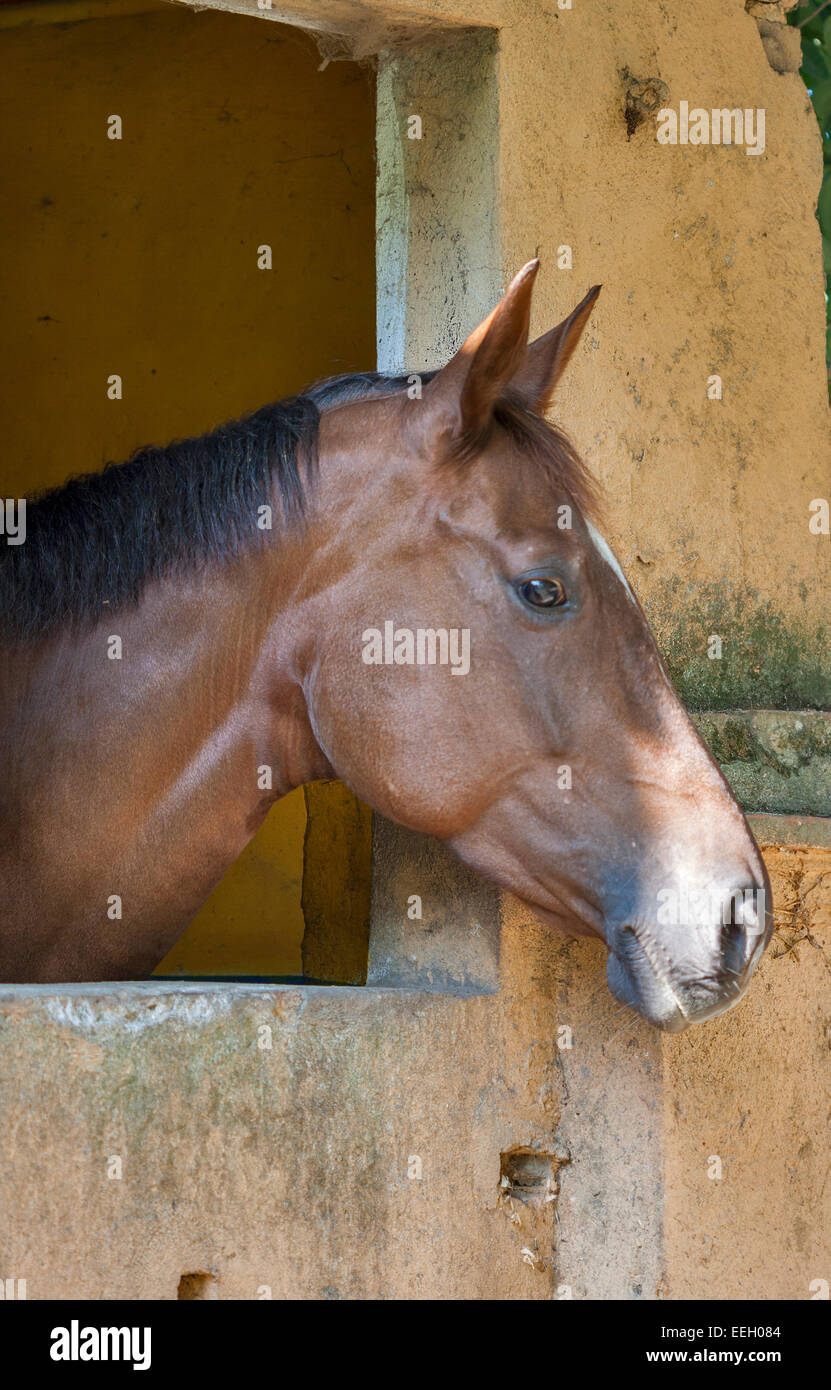 Curieux stallion peeking out de l'étable en Toscane, Italie Banque D'Images
