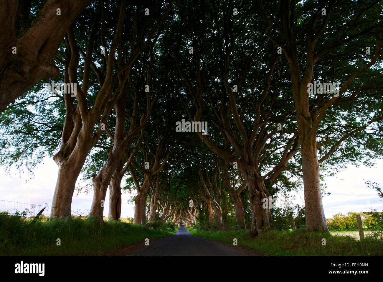 Le site Dark Hedges Ballymoney Ireland de la Kings Road dans le comté d'antrim en irlande du Nord de Game of Thrones Banque D'Images Le site Dark Hedges Ballymoney Ireland de la Kings Road dans le comté d'antrim en irlande du Nord de Game of Thrones Banque D'Images