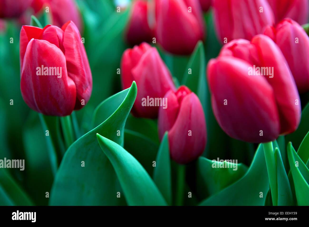 Rouge Tulips lit de fleur jardin de tulipe Banque D'Images
