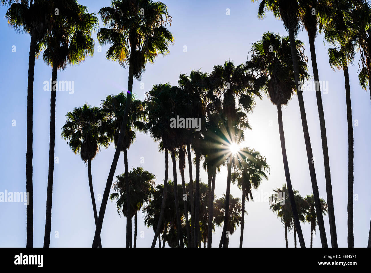 Palmiers avec un rayon de soleil le matin. Banque D'Images