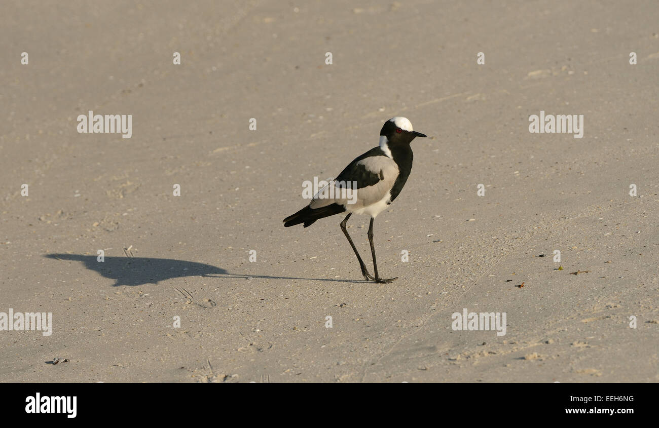 Le forgeron forgeron aka (Vanellus armatus) sur une plage près de Simon's Town, dans le Western Cape, Afrique du Sud. Banque D'Images