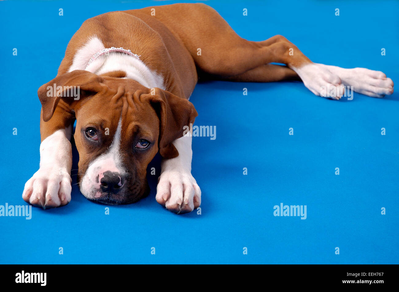 Portrait d'un chiot Boxer, couchée, à jusqu'au spectateur. Banque D'Images