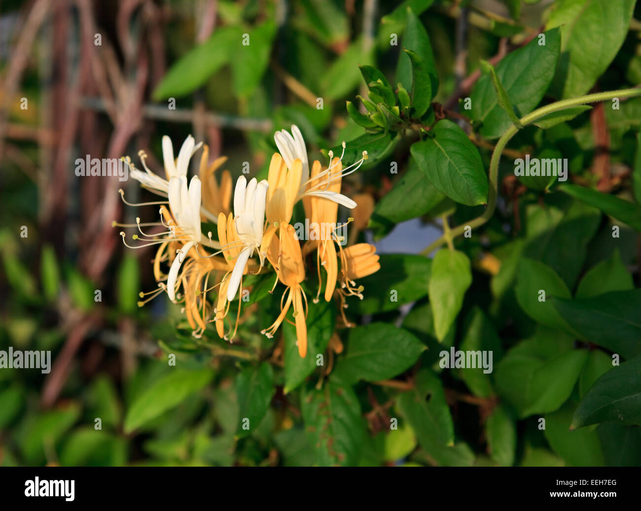 Lonicera caprifolium. Banque D'Images