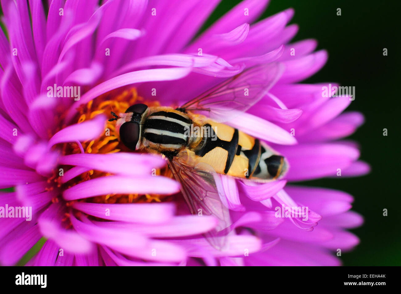 Hover-fly (Helophilus pendulus) Banque D'Images
