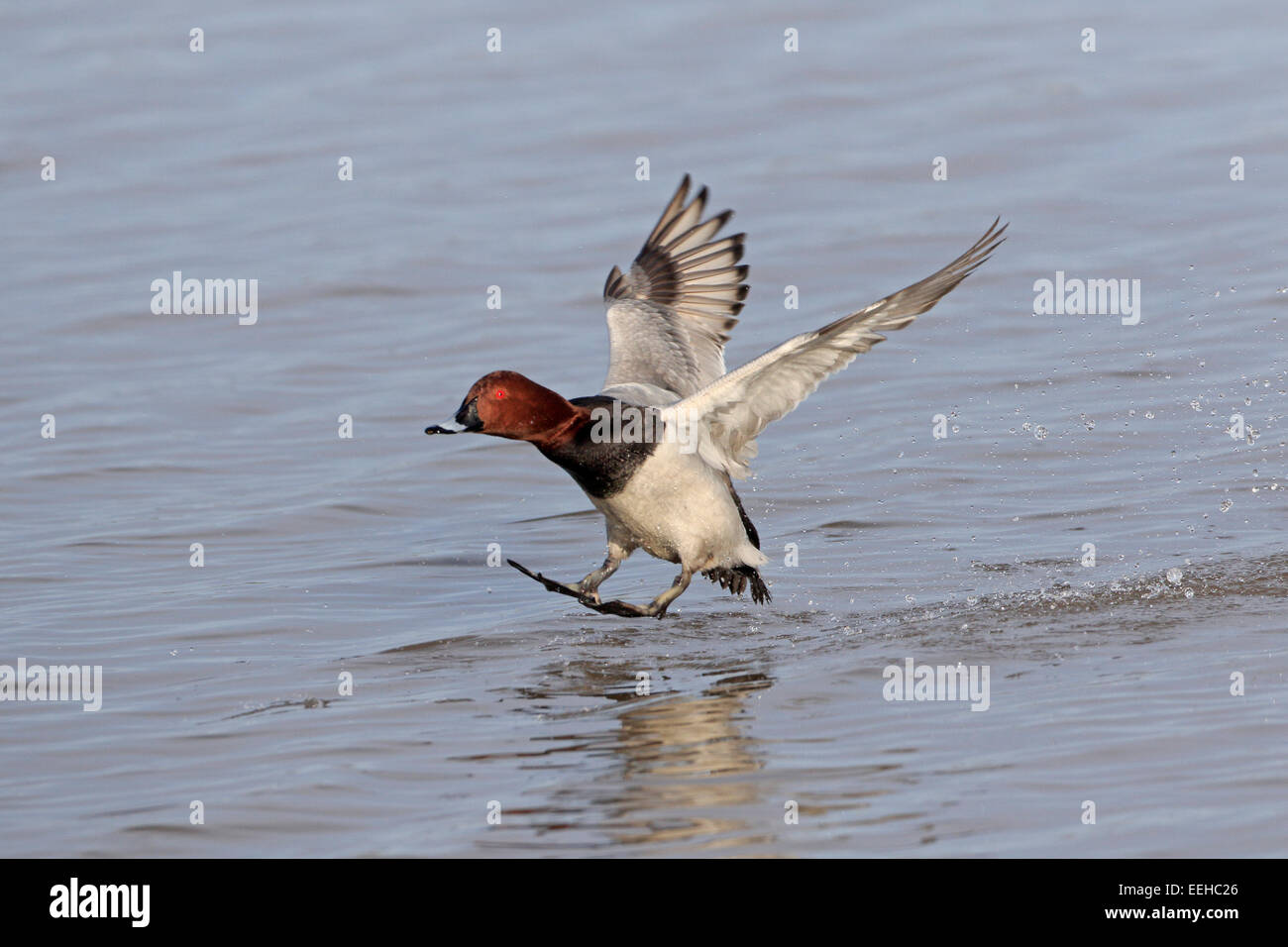 Milouin mâle entrée en poser sur l'eau Banque D'Images