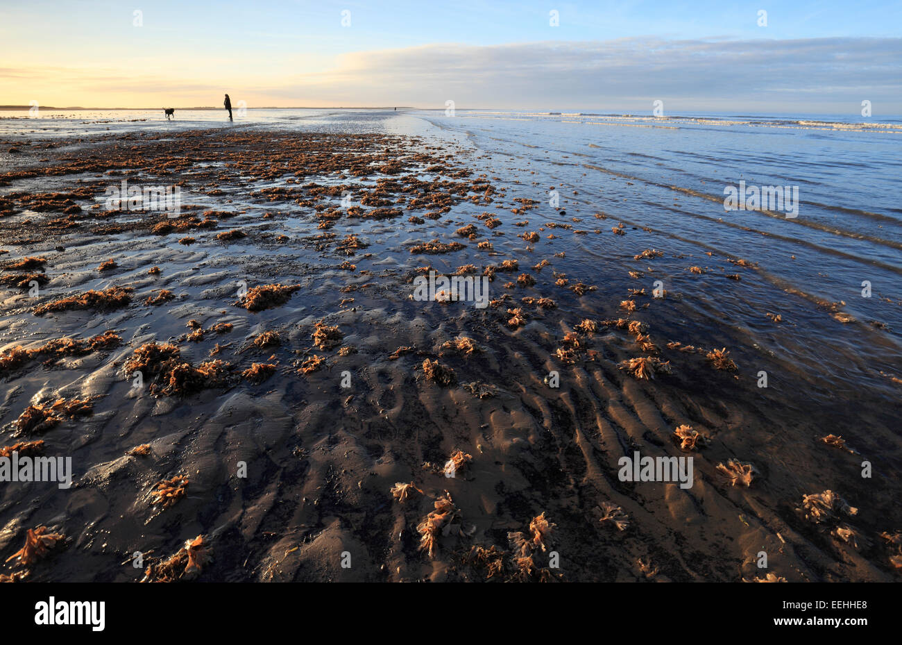 Femme et son chien sur la plage de Brancaster à Norfolk. Banque D'Images