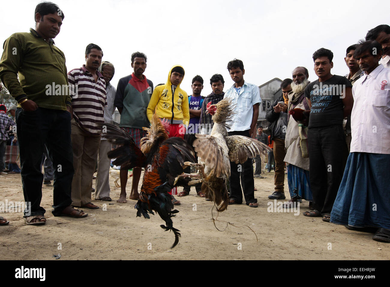 (150119) -- Calcutta, 19 janvier 2015 (Xinhua) -- les gens regarder un combat de coqs dans une ville de la région des Sunderbans le delta du Gange au Bengale occidental, en Inde, le 17 janvier 2015. Le Delta du Gange est un delta de fleuve dans la région de l'Asie du sud du Bengale, composé du Bangladesh et de l'État du Bengale occidental, en Inde. Il est le plus grand delta. Du patrimoine mondial de l'UNESCO, les Sunderbans domaine de l'Inde abrite beaucoup de mangroves et d'animaux. Les gens vivent de la pêche, de l'agriculture et de l'utilisation du ferry-boats pour faire la navette. De nombreux villages utiliser l'énergie solaire en raison de l'absence de fourniture d'électricité normale. (Xinhua/Zhen Banque D'Images