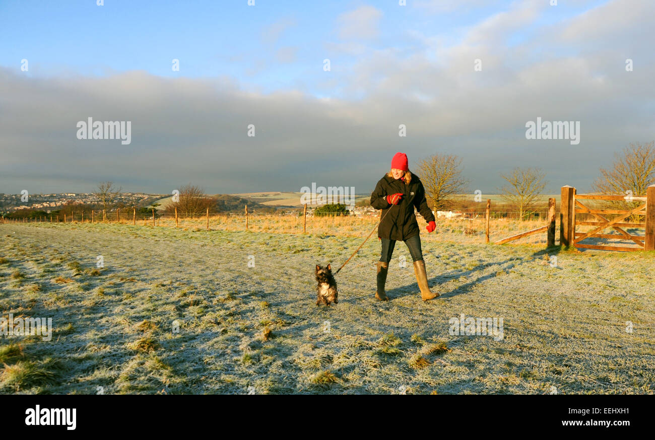 Brighton, Royaume-Uni, le 2015 janvier - Une marchette pour chiens profite de la belle matinée glacielle avec son chien dans la réserve naturelle de Hollingbury Ladies Mile Banque D'Images