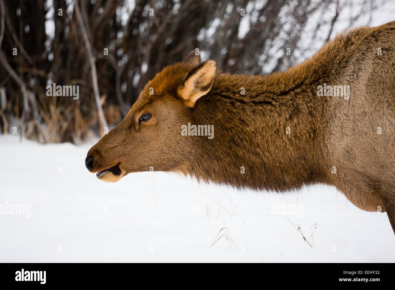 YELLOWSTONE, USA cerfs dans la neige. Banque D'Images