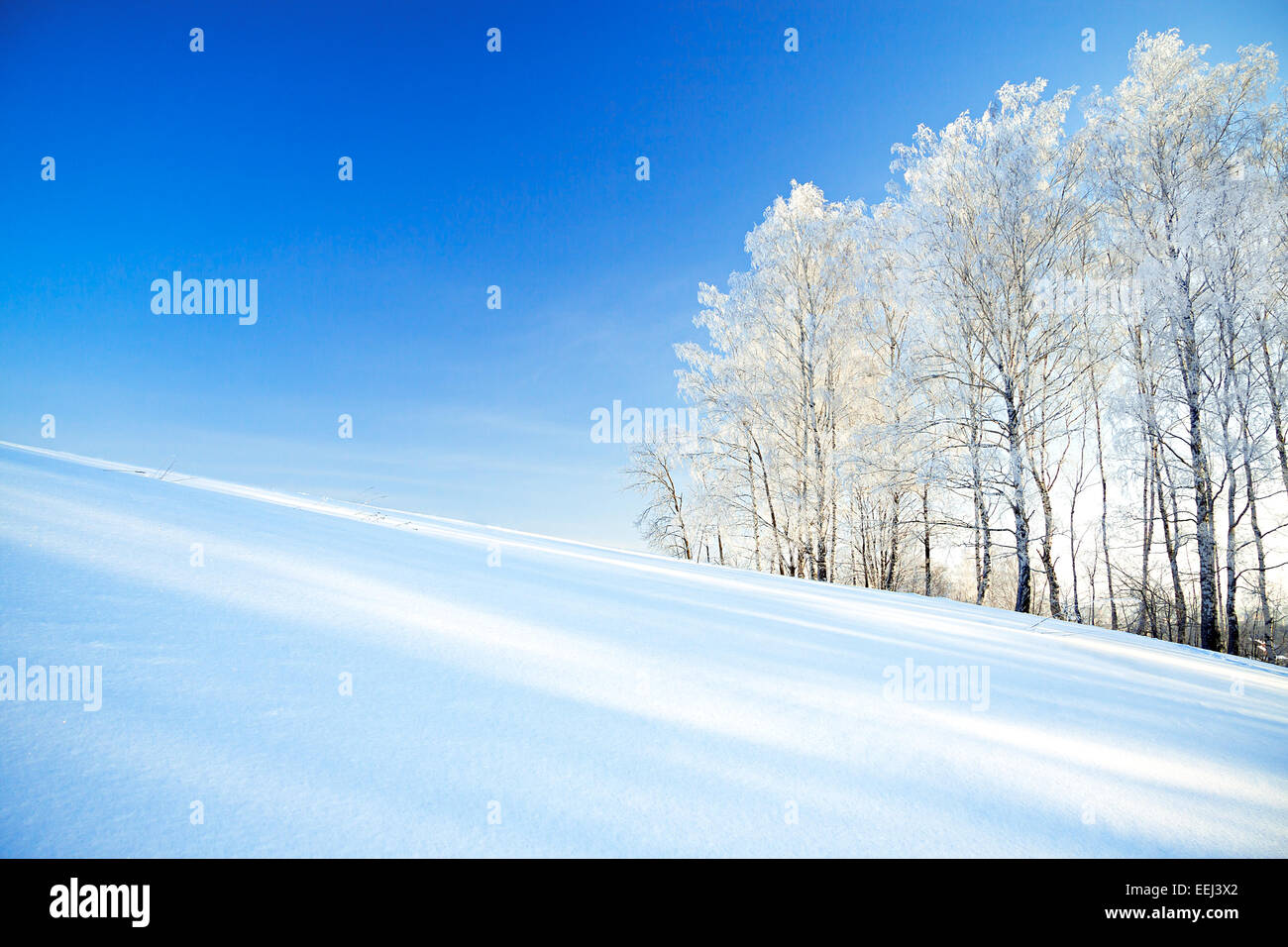 Un magnifique paysage hivernal avec le bleu du ciel, un champ et la forêt Banque D'Images