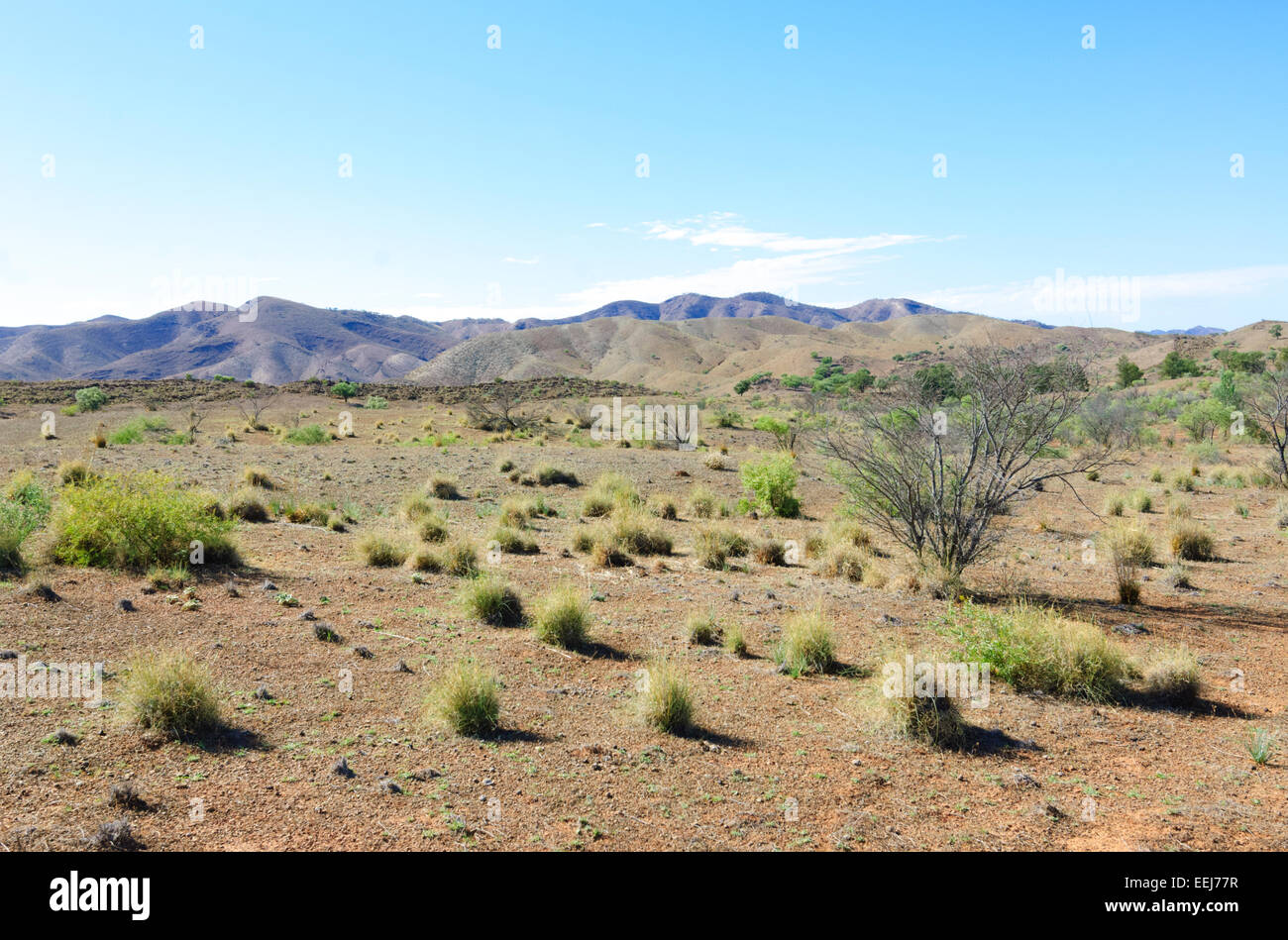 Croissance de l'herbe clairsemée dans les Flinders Ranges arides, Australie méridionale Banque D'Images