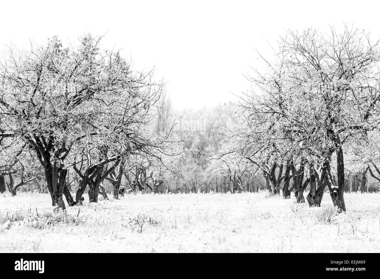 Paysage d'hiver dans la région de apple tree garden. Image en noir et blanc Banque D'Images