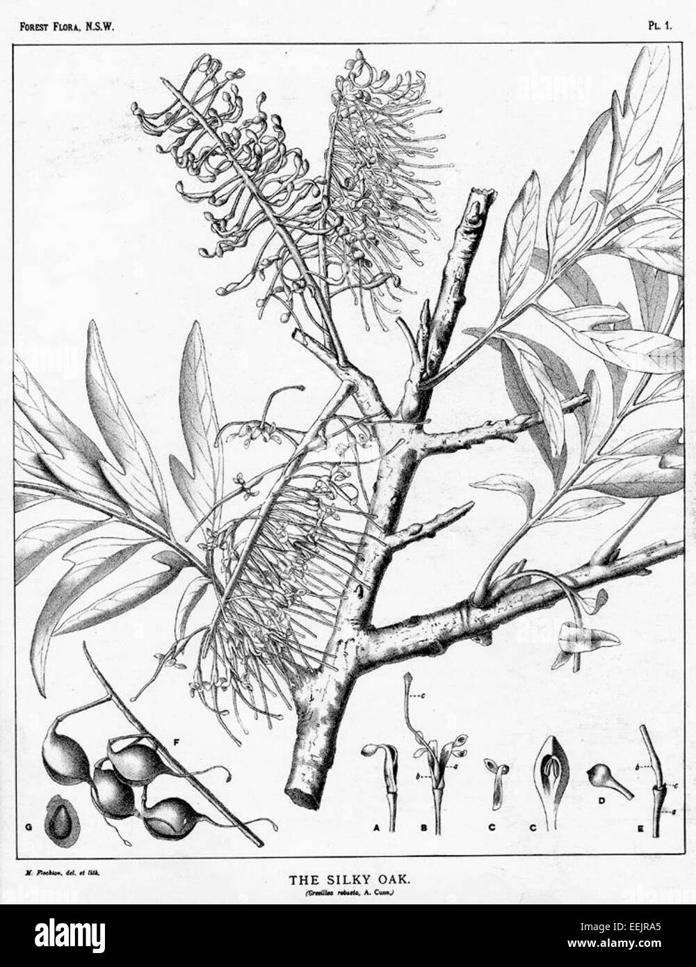 Grevillea robusta Banque D'Images