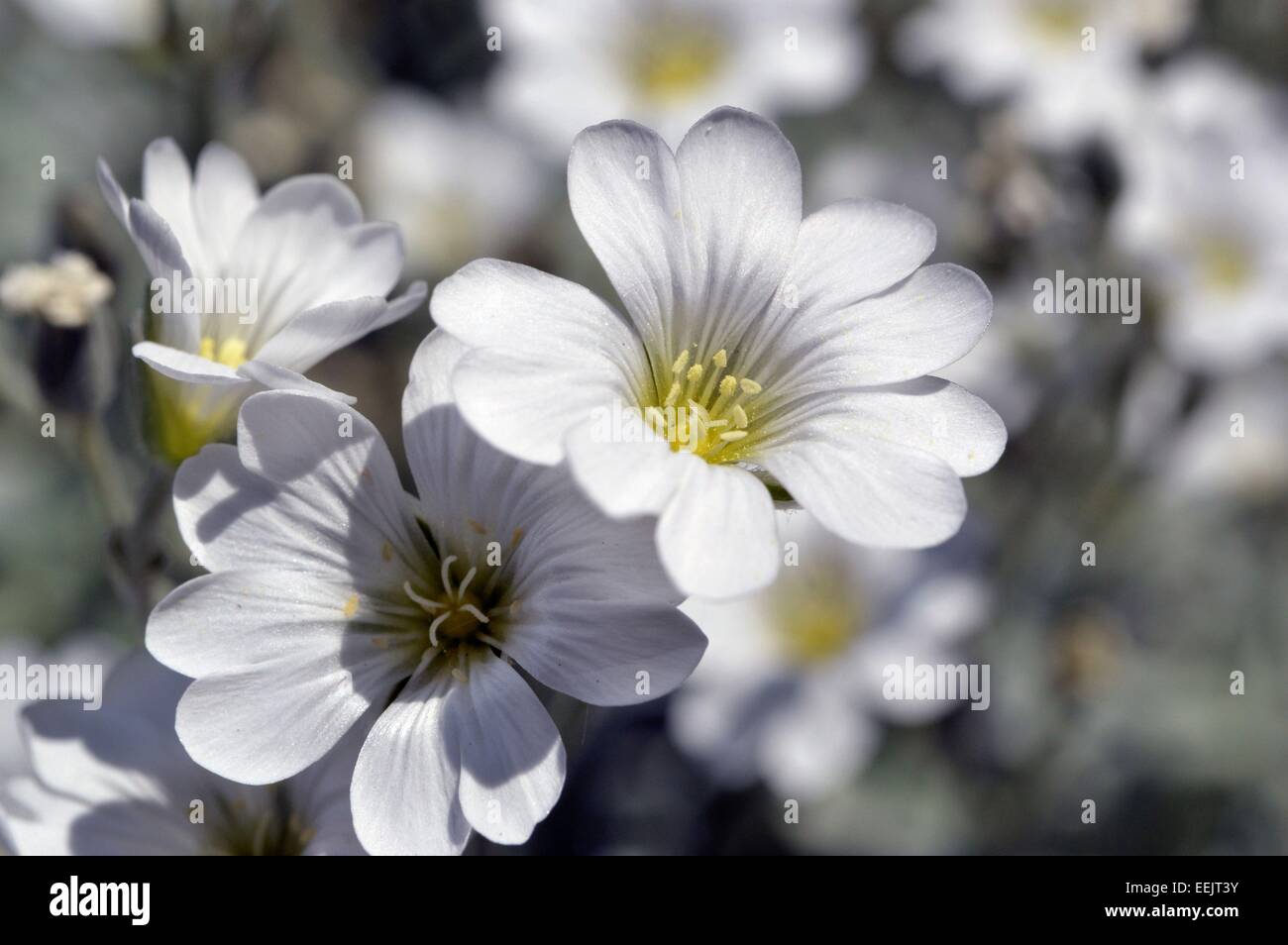 Beau Soleil, fleurs blanches à gauche dans une mise au point avec d'autres fleurs blanches en arrière-plan flou Banque D'Images