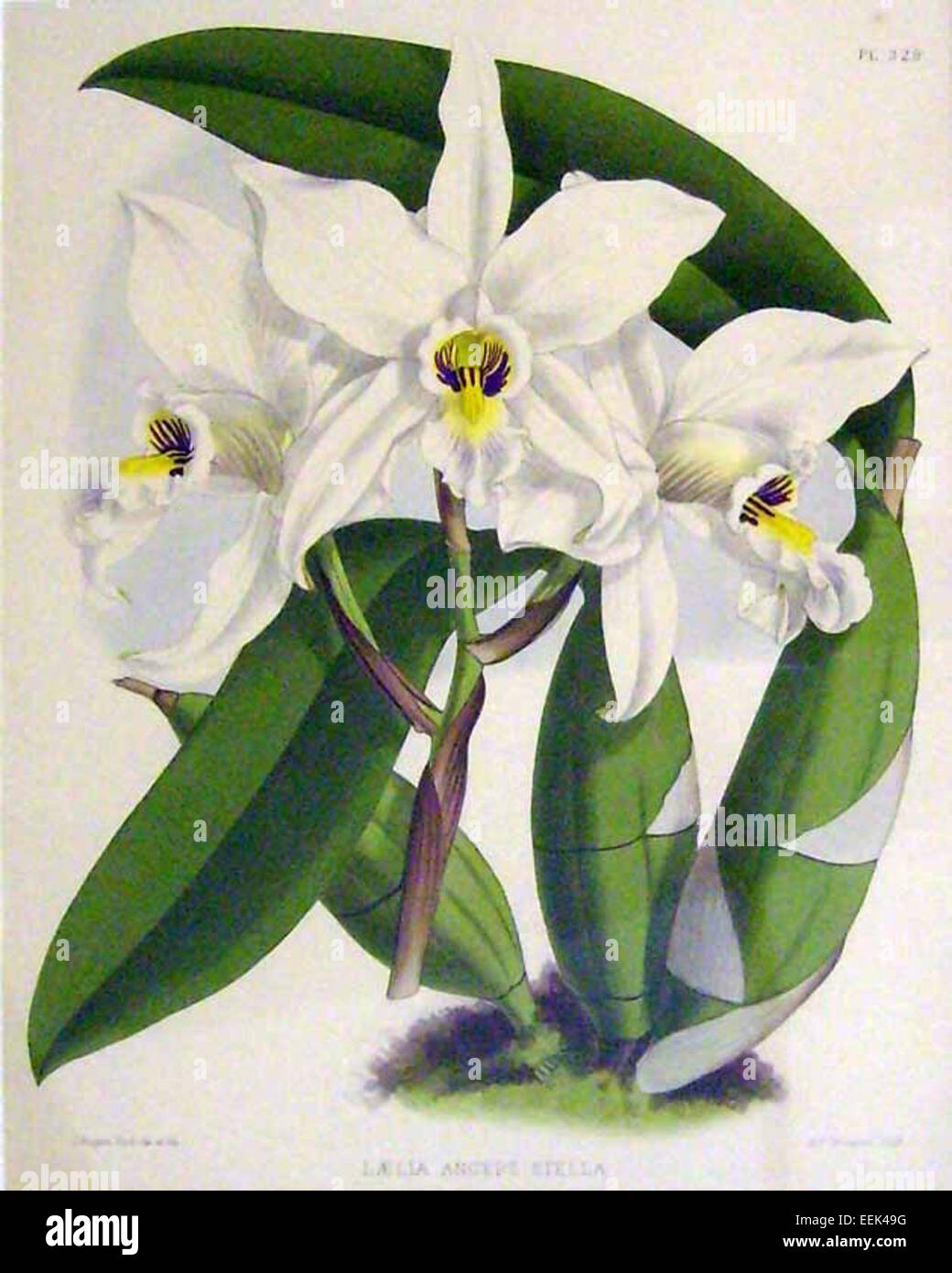 John Nugent Fitch (1885-1963) est un artiste et illustrateur britannique, surtout connu pour ses représentations de la nature et de la faune. Son travail dépeint souvent des représentations détaillées et précises d'animaux et de plantes. Banque D'Images