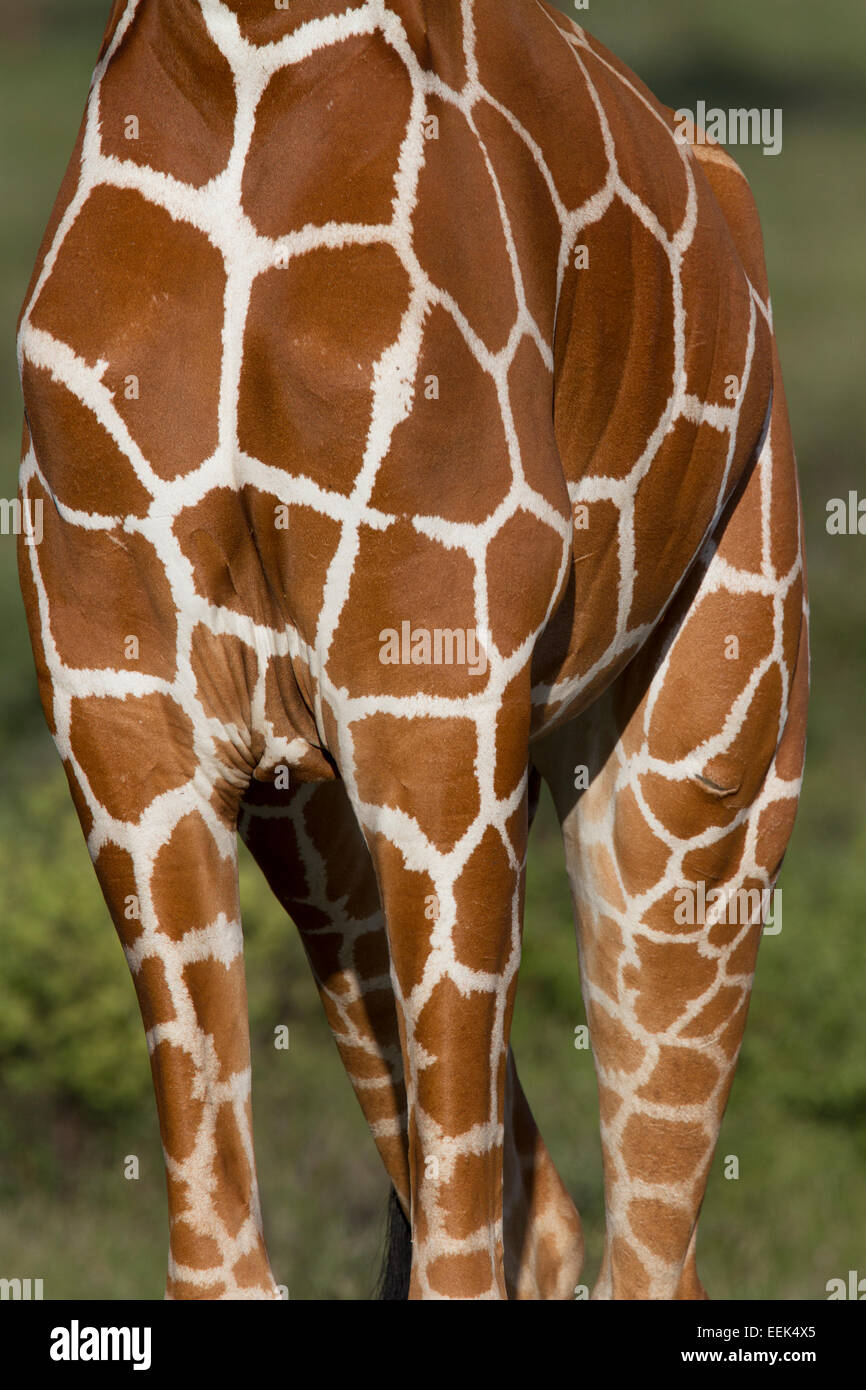 Fermer la vue du corps d'une girafe réticulée (Giraffa camelopardalis reticulata) pour montrer le motif caractéristique de thi Banque D'Images