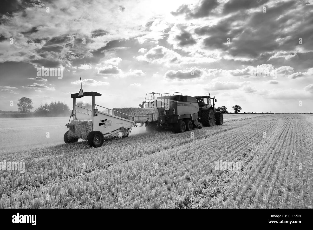 Le tracteur et la mise en balles balles carrées de paille d'orge un soir d'été à Norfolk, UK Banque D'Images