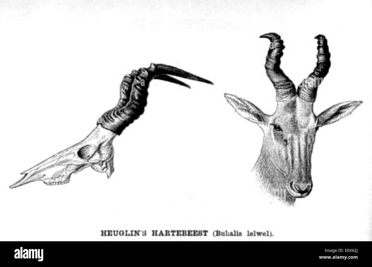 Le hartebeest (Alcelaphus buselaphus Lelwel) est une sous-espèce du hartebeest trouvé en Afrique de l'est. Il est connu pour ses longues cornes courbées et son pelage brun rougeâtre. Le hartebeest de Lelwel vit principalement dans les savanes et les prairies et est considéré comme vulnérable en raison de la perte d'habitat et des pressions exercées par la chasse. Banque D'Images