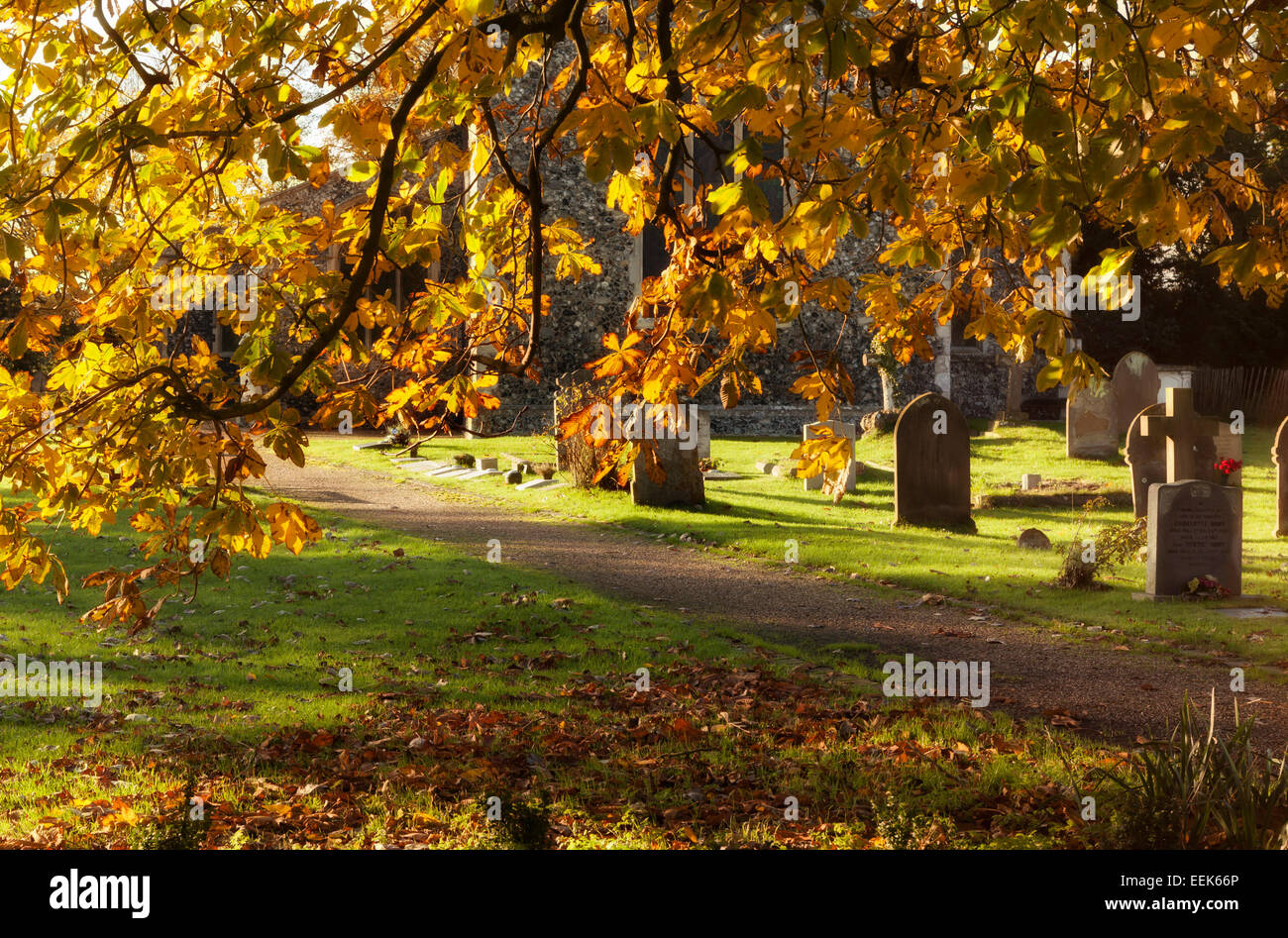 Horse Chestnut Tree dans un cimetière de Suffolk en automne Banque D'Images