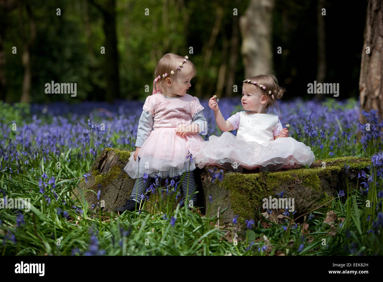 Deux filles assis sur une souche d'arbre dans un bois plein de jacinthes en Angleterre. Banque D'Images