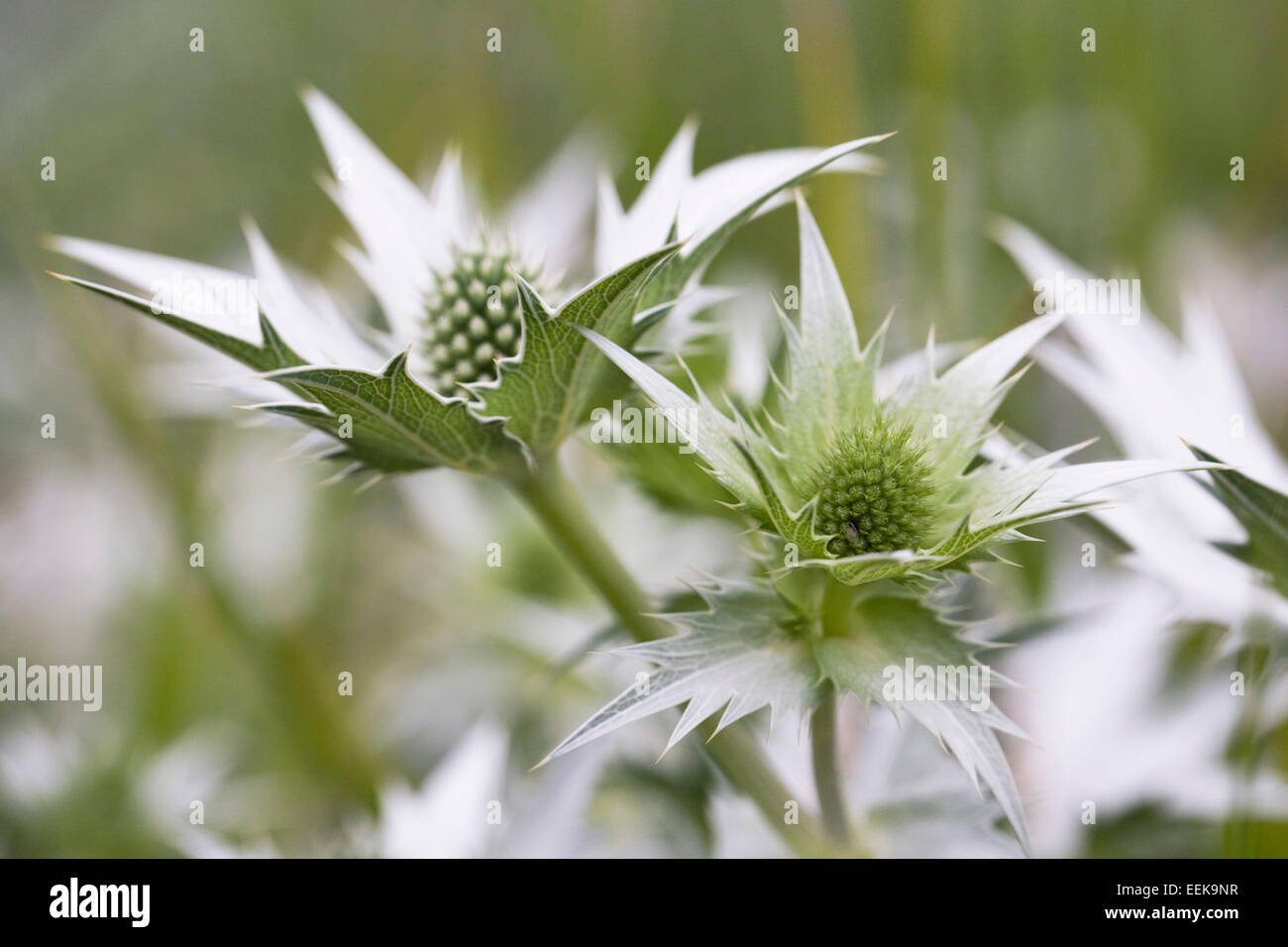 Eryngium giganteum 'Silver Ghost', Close up of sea-holly fleur. Banque D'Images