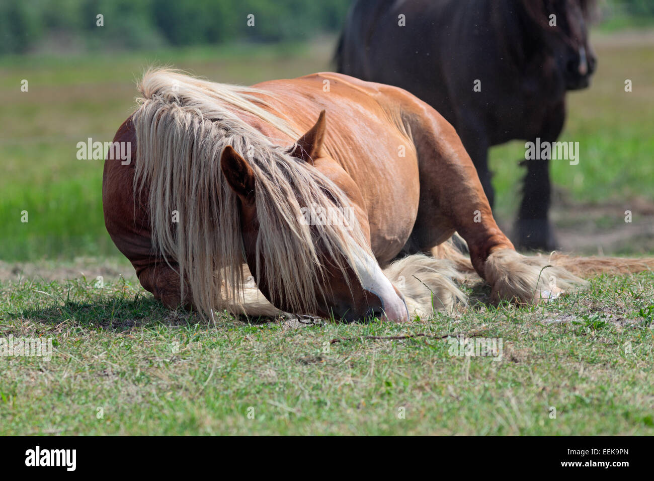 En roulant cheval soleil sur l'herbe verte à l'intérieur de clôture électrique, qui s'ébattent Banque D'Images