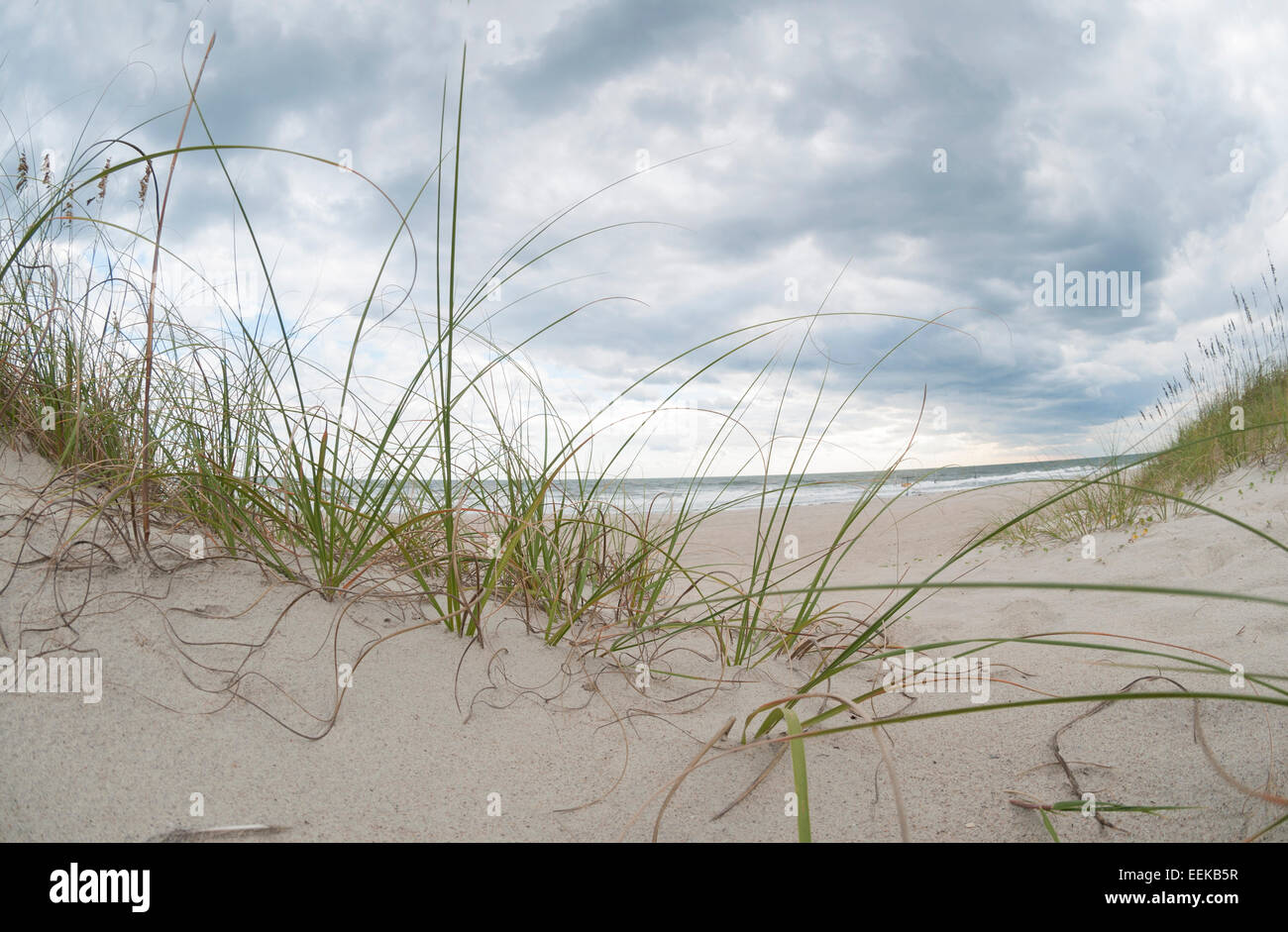 Plage de l'herbe à Emerald Isle, NC Banque D'Images