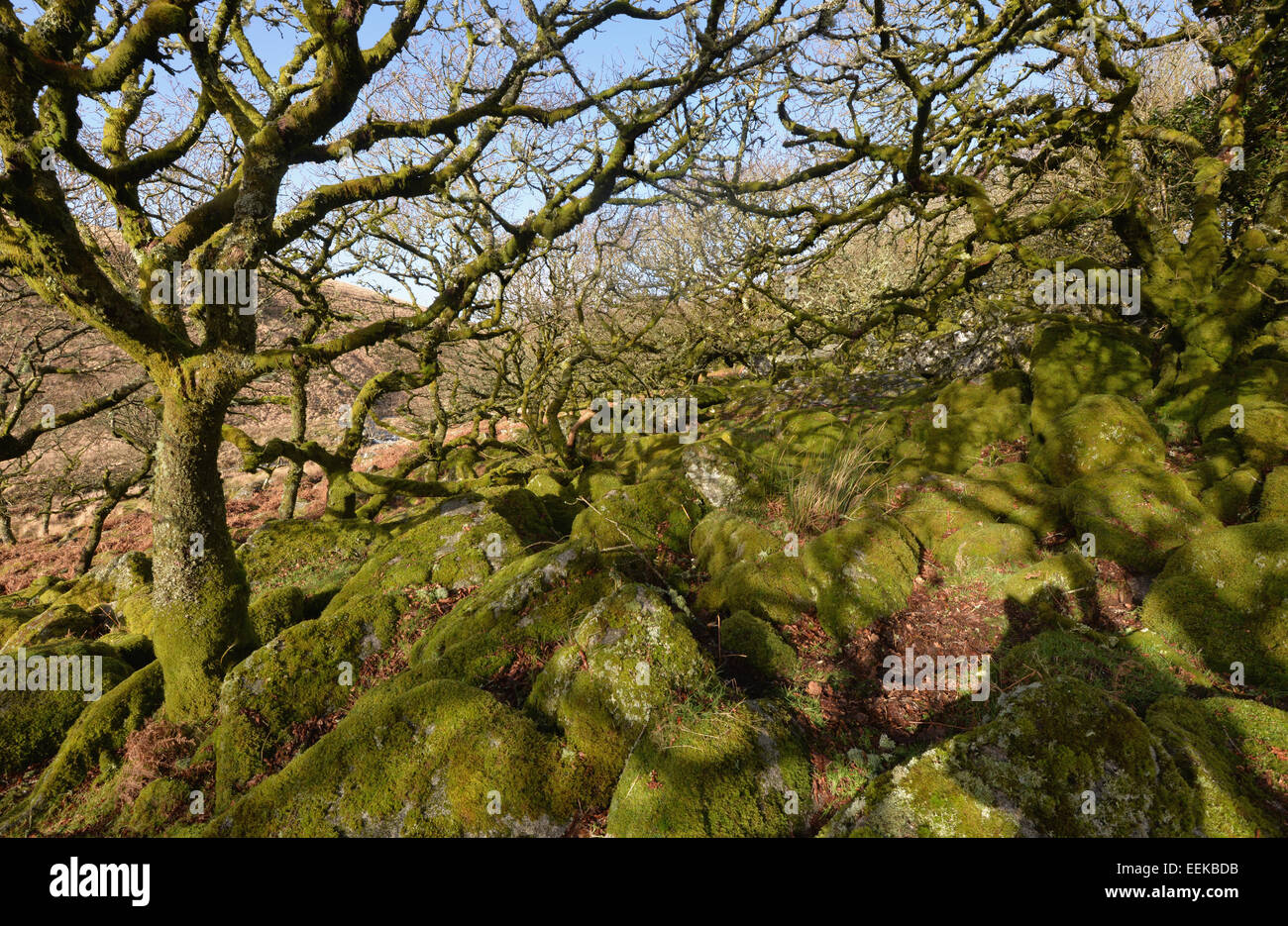 Wistman's Wood à Dartmoor dans le Devon. Les arbres de chêne nain antique situé parmi les rochers de granit. Étrangement belle et de l'atmosphère. Banque D'Images