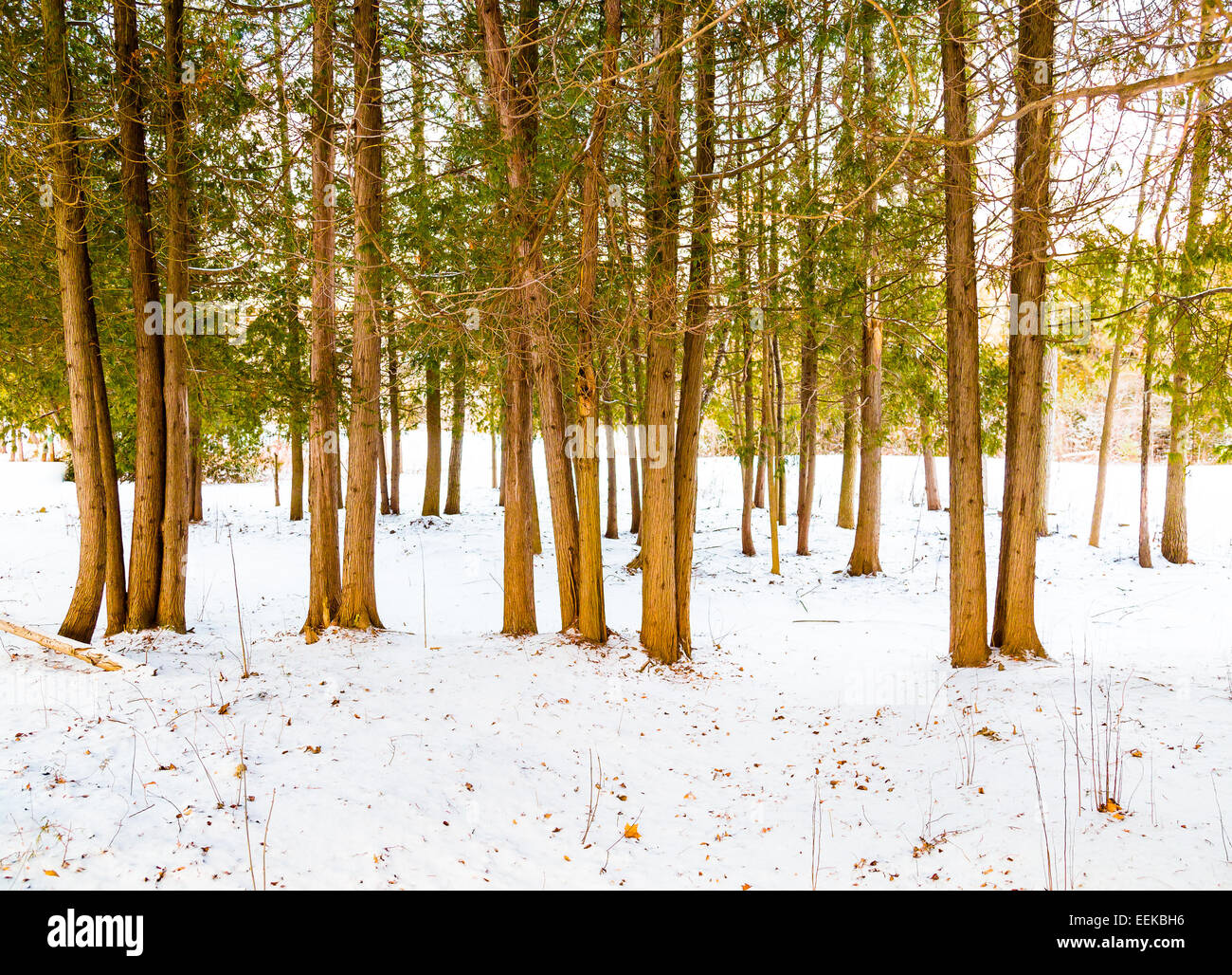 Les arbres et la neige à l'extérieur en hiver au Canada avec copie espace Banque D'Images