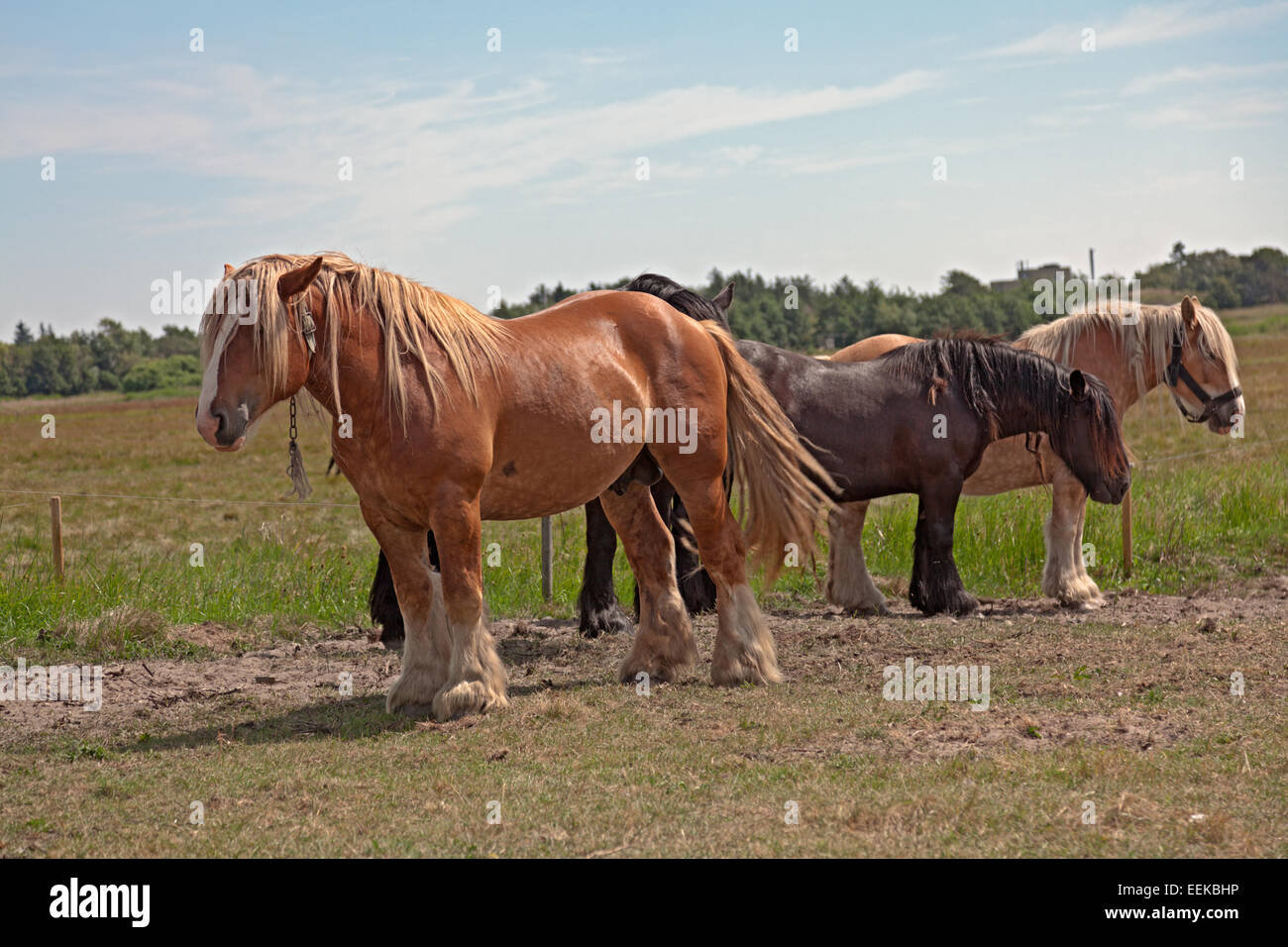 Clydesdales pâturage sur les rives du limfjorden, denamrk majestueux chevaux robuste. qui sont utilisés comme chevaux de trait et sont utilisés pour des charges lourdes Banque D'Images