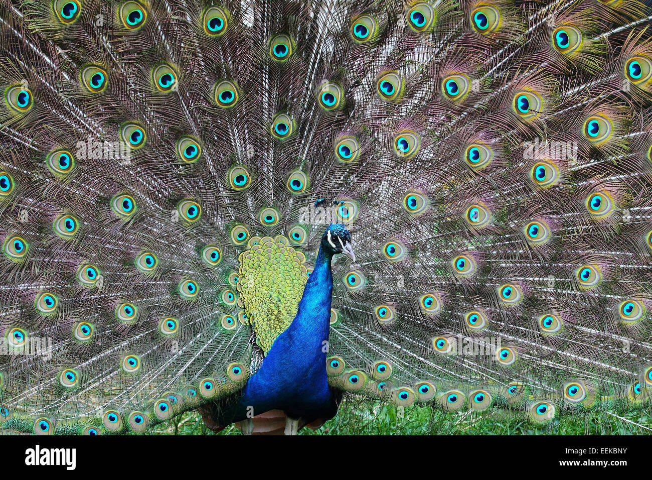 Il queue colorée des fans de paon Banque D'Images