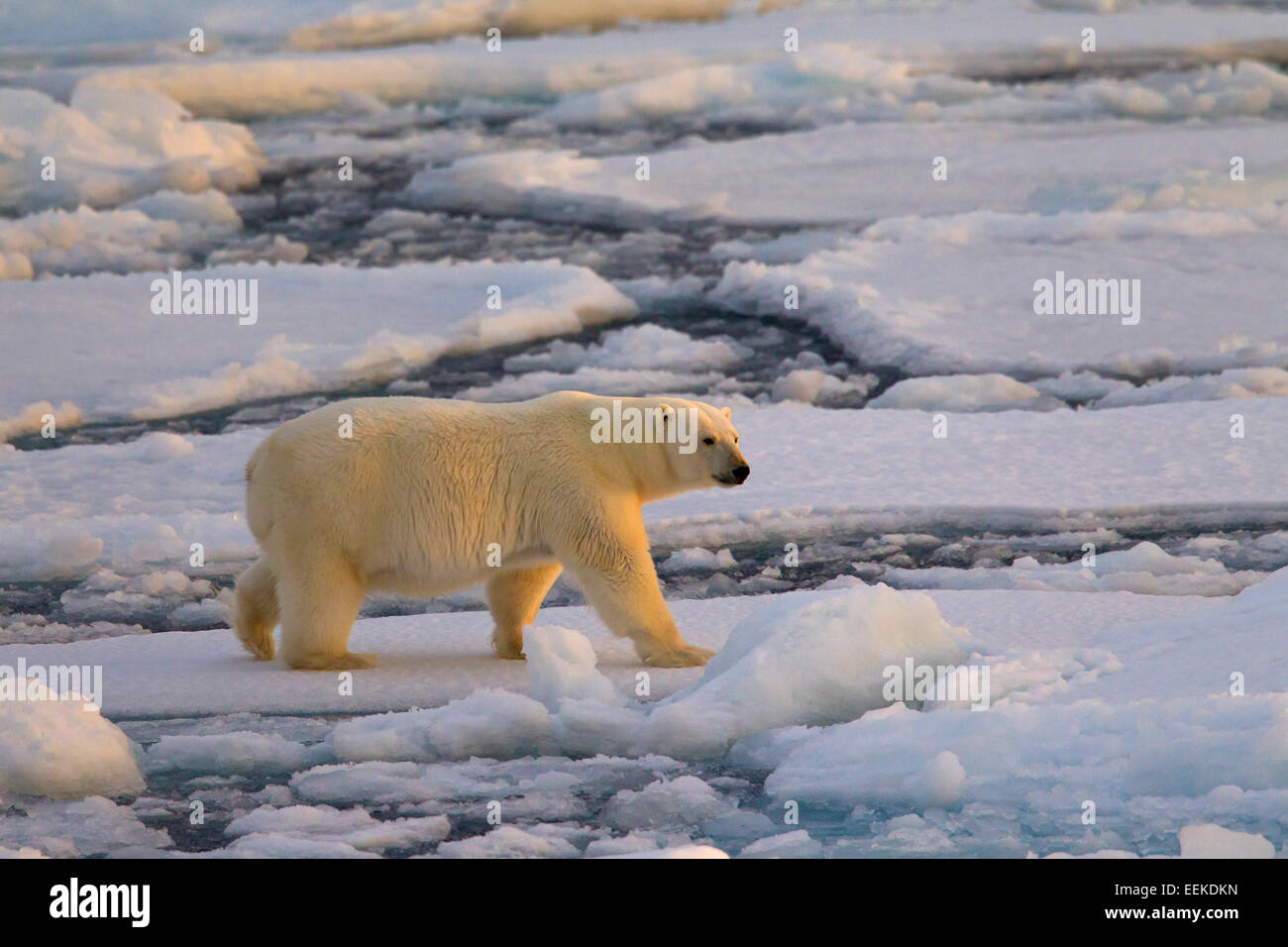 L'ours polaire (Ursus maritimus / Thalarctos maritimus) marcher sur la banquise au coucher du soleil, Svalbard, Norvège Banque D'Images