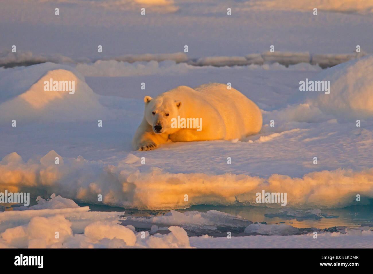 L'ours polaire (Thalarctos maritimus Ursus maritimus /) reposant sur des blocs de glace au coucher du soleil, Svalbard, Norvège Banque D'Images